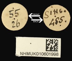 Acorynus bimaculatus • All Rights Reserved Museum Label