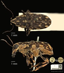 Acorynus caenonus • © Ang Yuchen • CC BY 4.0