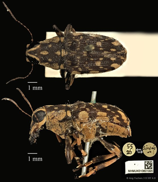 Acorynus caenonus