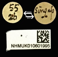 Acorynus caenonus • All Rights Reserved Museum Label