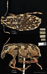 Acorynus caenonus • © Ang Yuchen • CC BY 4.0