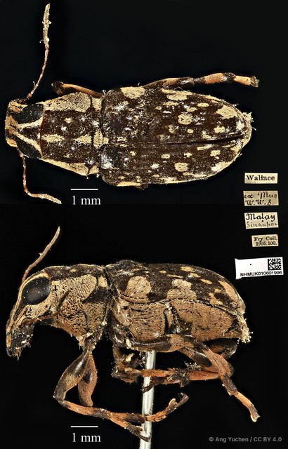 Acorynus caenonus • © Ang Yuchen • CC BY 4.0