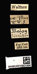 Acorynus caenonus • All Rights Reserved Museum Label