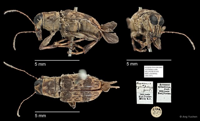 Acorynus cylindricus