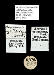 Acorynus cylindricus • All Rights Reserved Museum Label