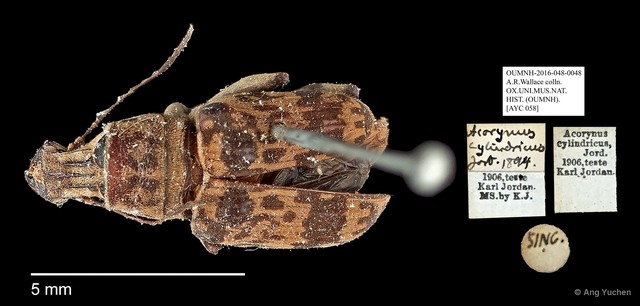 Acorynus cylindricus