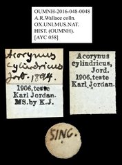 Acorynus cylindricus • All Rights Reserved Museum Label