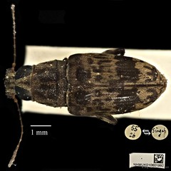 Acorynus cylindricus • © Ang Yuchen • CC BY 4.0