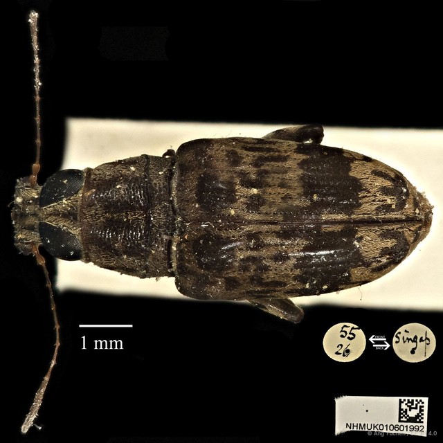 Acorynus cylindricus
