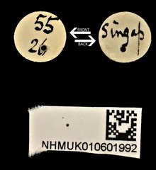 Acorynus cylindricus • All Rights Reserved Museum Label