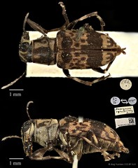 Acorynus cylindricus • © Ang Yuchen • CC BY 4.0