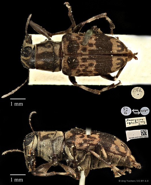 Acorynus cylindricus • © Ang Yuchen • CC BY 4.0