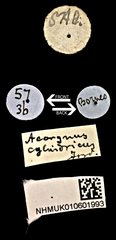 Acorynus cylindricus • All Rights Reserved Museum Label