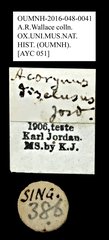 Acorynus disclusus • All Rights Reserved Museum Label