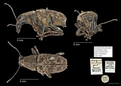 Acorynus frontalis • © Ang Yuchen • All Rights Reserved