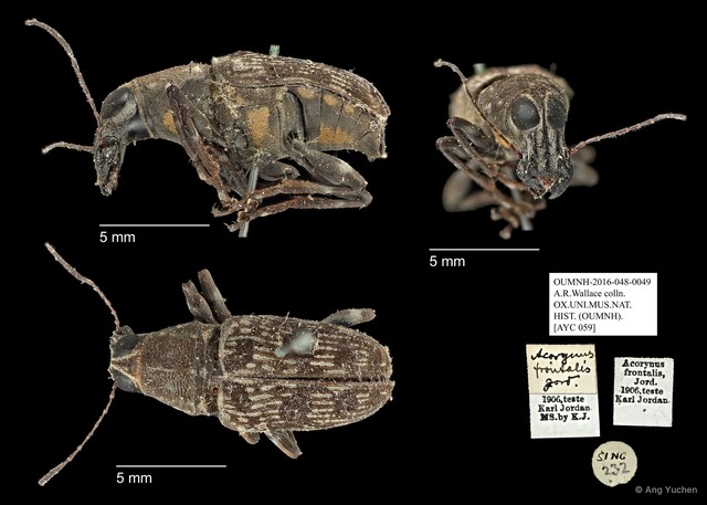 Acorynus frontalis