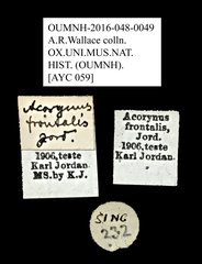 Acorynus frontalis • All Rights Reserved Museum Label