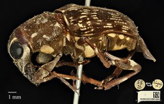 Acorynus frontalis • © Ang Yuchen • CC BY 4.0