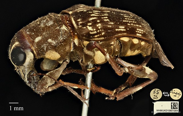 Acorynus frontalis • © Ang Yuchen • CC BY 4.0