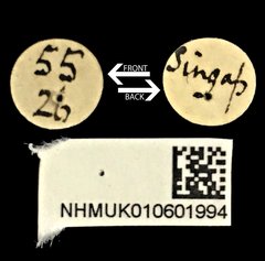 Acorynus frontalis • All Rights Reserved Museum Label