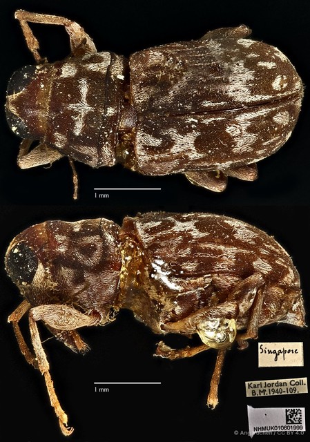 Acorynus parvulus