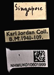 Acorynus parvulus • All Rights Reserved Museum Label