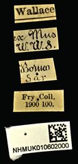 Acorynus parvulus • All Rights Reserved Museum Label