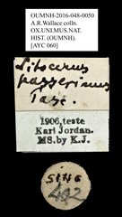 Acorynus passerinus • All Rights Reserved Museum Label
