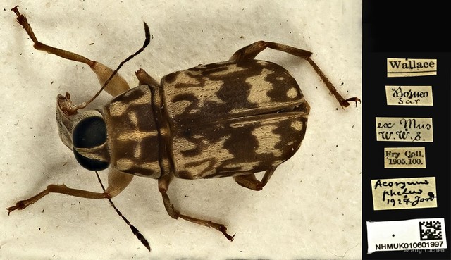Acorynus passerinus