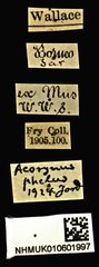 Acorynus passerinus • All Rights Reserved Museum Label
