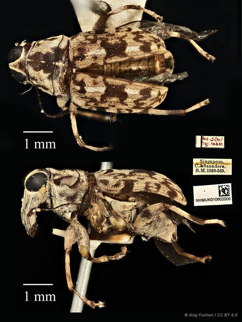 Acorynus phebus • © Ang Yuchen • CC BY 4.0