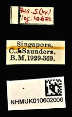 Acorynus phebus • All Rights Reserved Museum Label