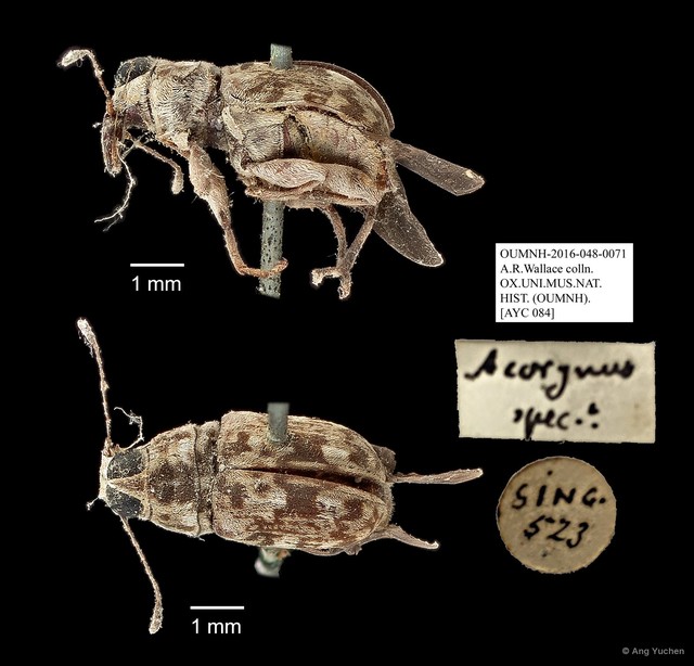 Acorynus phebus
