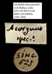 Acorynus phebus • All Rights Reserved Museum Label