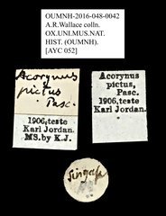 Acorynus pictus • All Rights Reserved Museum Label