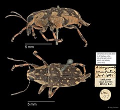 Acorynus punctatus • © Ang Yuchen • All Rights Reserved