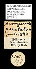Acorynus punctatus • All Rights Reserved Museum Label