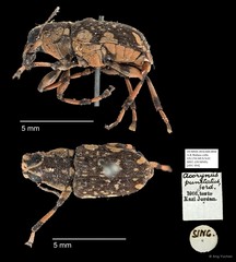Acorynus punctatus • © Ang Yuchen • All Rights Reserved