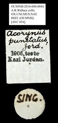 Acorynus punctatus • All Rights Reserved Museum Label