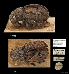 Apatenia sp. "AYC 115" • © Ang Yuchen • All Rights Reserved