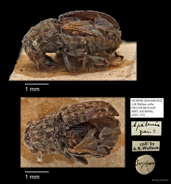 Apatenia sp. "AYC 115" • © Ang Yuchen • All Rights Reserved