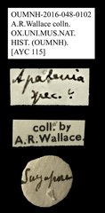Apatenia sp. "AYC 115" • All Rights Reserved Museum Label