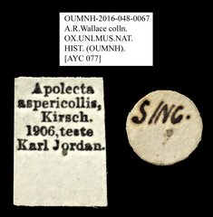 Apolecta aspericollis • All Rights Reserved Museum Label