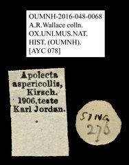 Apolecta aspericollis • All Rights Reserved Museum Label