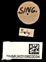 Apolecta aspericollis • All Rights Reserved Museum Label