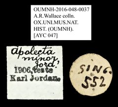 Apolectella minor • All Rights Reserved Museum Label