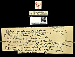 Araecerus areolatus • All Rights Reserved Museum Label
