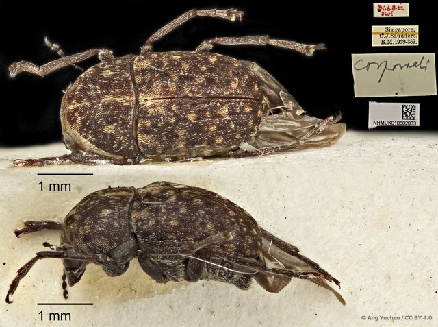 Araecerus corporaali • © Ang Yuchen • CC BY 4.0