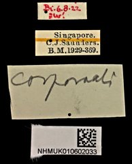 Araecerus corporaali • All Rights Reserved Museum Label
