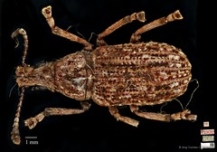 Asemorhinus sportella • © Ang Yuchen • CC BY 4.0